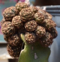 Rebutia