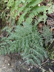 Leptopteris hymenophylloides