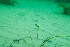 Tetractenos glaber