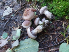 Cortinarius traganus