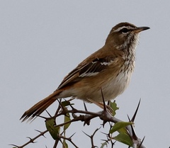 Cercotrichas leucophrys