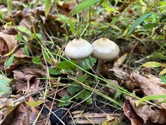 Psilocybe ovoideocystidiata