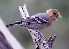 Melaniparus fringillinus