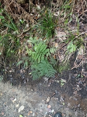 Leptopteris hymenophylloides