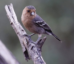 Melaniparus fringillinus