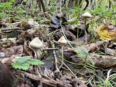 Psilocybe ovoideocystidiata