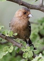 Melaniparus fringillinus