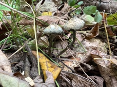 Psilocybe ovoideocystidiata