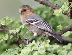 Melaniparus fringillinus