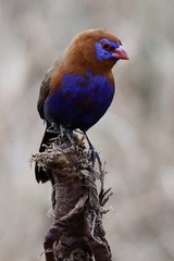 Granatina ianthinogaster