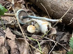 Psilocybe ovoideocystidiata