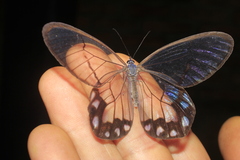 Pseudohaetera hypaesia