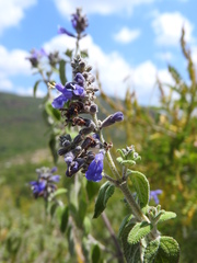 Salvia melissodora