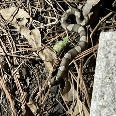 Agkistrodon laticinctus