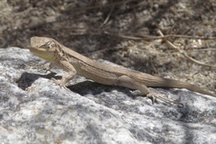 Urosaurus graciosus