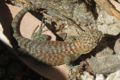 Sceloporus orcutti