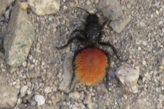 Dasymutilla magnifica