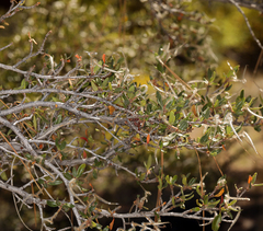 Cercocarpus ledifolius intermontanus