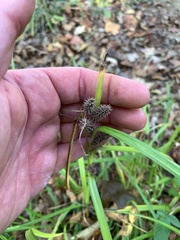 Carex frankii