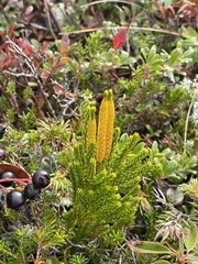 Dendrolycopodium hickeyi