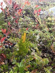 Dendrolycopodium hickeyi