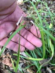 Carex frankii