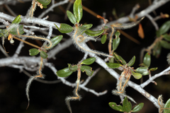 Cercocarpus ledifolius intermontanus