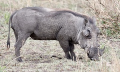 Phacochoerus africanus massaicus