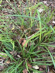 Carex frankii