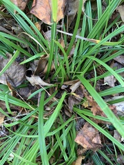 Carex frankii