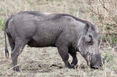 Phacochoerus africanus massaicus