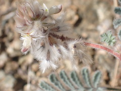 Dalea mollissima