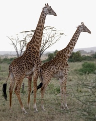 Giraffa camelopardalis tippelskirchi