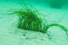 Posidonia