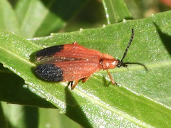 Lycus fernandezi