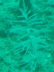 Antipathella fiordensis