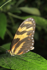 Thyridia psidii