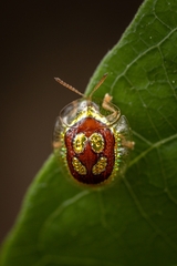 Charidotis quadrioculata