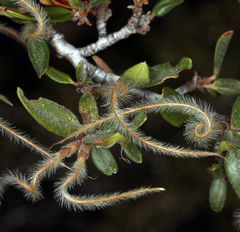 Cercocarpus ledifolius intermontanus