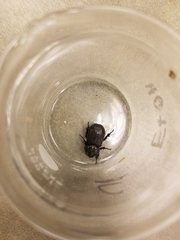 Hemiphileurus illatus