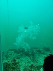 Antipathella fiordensis
