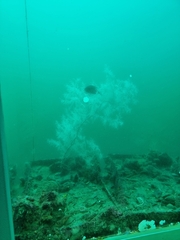 Antipathella fiordensis