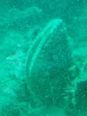 Atrina zelandica