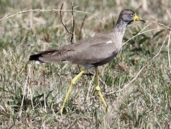 Vanellus senegallus