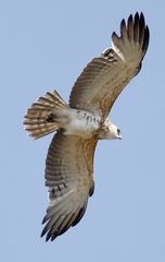 Circaetus