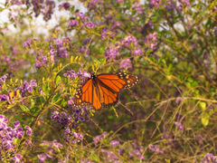 Danaus plexippus