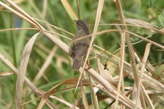 Phylloscopus fuscatus