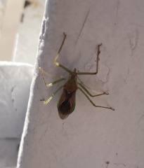 Zelus renardii