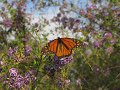 Danaus plexippus