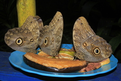 Caligo telamonius